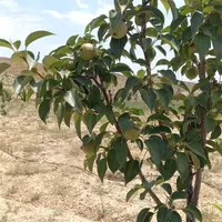 باغچه ۷۷۰ متری روستای طارس فیروزکوه|فروش زمین و ملک کلنگی|تهران, فردوسی|دیوار