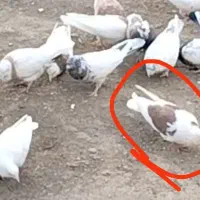 کبوتر دوکت|حیوانات|جوکار, |دیوار