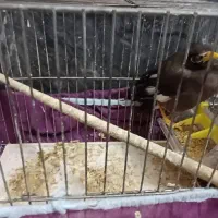 مرغ مینا|پرنده|قم, نیروگاه|دیوار