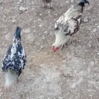 فروش 7عدد خروس محلی سالم|حیوانات مزرعه|بیستون, |دیوار