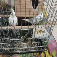 یک جفت عروس هلندی