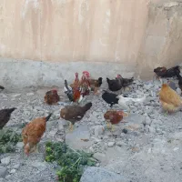 وارگ ومرغ  در ایلام