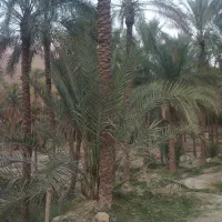 یک قطعه باغ|فروش زمین و ملک کلنگی|اهرم, |دیوار