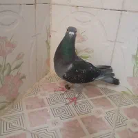 پشدار . پلاکی . پلنگ
