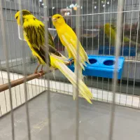 قناری|پرنده|قدس, شهرقدس|دیوار