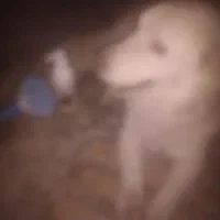 سگی نژاد پاکوتاه رنگ سفید پشمالو با مکلفات کامل|سگ|چابهار, |دیوار