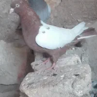 کبوتر بهبهانی|پرنده|لار, |دیوار