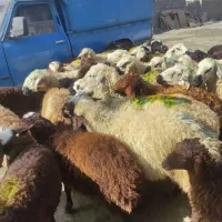 گوسفند زنده باسکول قیمت مناسب|حیوانات مزرعه|مشهد, نوید|دیوار