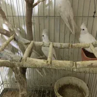 عروس هلندی آلبینو خالص چشم شرابی