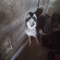 سگ هاسکی چش یخی