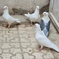 کبوتر سینه فر و پشت دار کفتر زینتی|پرنده|قزوین, |دیوار