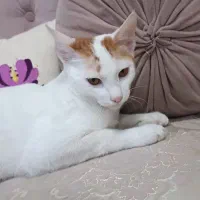 گربه نر شش ماهه