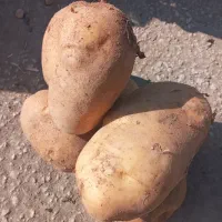 سیب زمینی درشت بامباواکریا