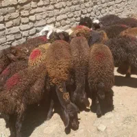 ۱۶ راس بره ماده