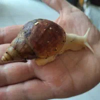 فروش حلزون آلبینو