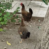 فروش دو عدد مرغ