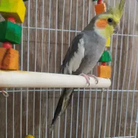 سخنگو