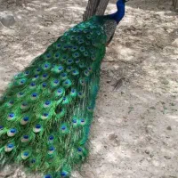 جوجه طاووس