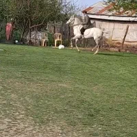 اسب|اسب و تجهیزات اسب‌سواری|شاندرمن, |دیوار