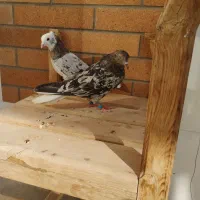 کبوتر سرور|پرنده|اردکان, |دیوار