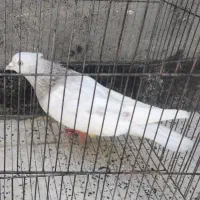 کفتر کله الماسی