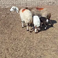 میش زاییده  داشتی درجه یک|حیوانات مزرعه|کاشمر, |دیوار