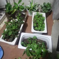 گل طبیعی|گل و گیاه طبیعی|یاسوج, |دیوار