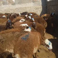 فروش بره|حیوانات مزرعه|کوهدشت, |دیوار