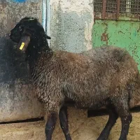 بره ماده قصابی