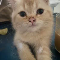 گربه گمشده مژدگانی