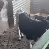 گوساله نر و ماده ۴۰ روزه|حیوانات مزرعه|تربتحیدریه, آسایش|دیوار