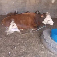 گاو