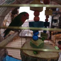 پرنده کوتوله برزیلی اهلی