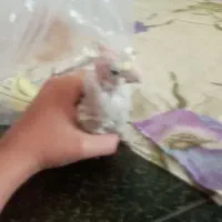عروس هلندی جوجه هست