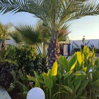 باغ تالارجانان شمس آباد|خدمات پذیرایی، مراسم|دزفول, |دیوار