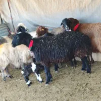 گوسفند میش بره بز بزغاله|حیوانات مزرعه|خمینی‌شهر, |دیوار