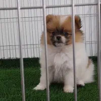 پامر اورجینال