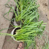 پیاز گل نرگس|گل و گیاه طبیعی|نیشابور, مازول|دیوار