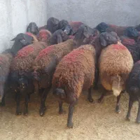 گوسفند شیشک میش قزل افشار ابستن سنگین|حیوانات مزرعه|بشاریات, |دیوار