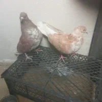کبوتر غریب گیر