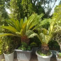 جابه جایی درخت محوطه و اجرای فضای سبز|خدمات باغبانی و درختکاری|ری, شهرک نظامی|دیوار