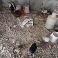 مرغ خروس|حیوانات مزرعه|شاهین‌شهر, شهرک میلاد|دیوار