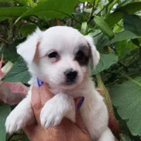 اشپیتز پامر