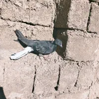 کبوتر بازی کن