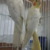 عروس هلندی جفت