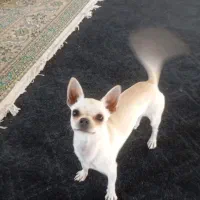 واگذاری سگ شیواوا|سگ|ماهدشت, |دیوار