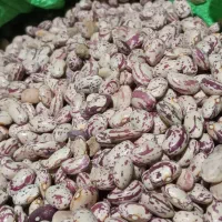 لوبیا چیتی تازه کاشت امسال