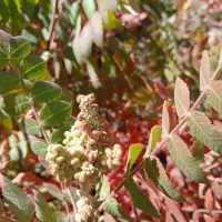 سماغ طبیعی ترش و پرخاصیت از دل کوهستان|عمده‌فروشی|طرقبه, |دیوار