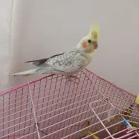 عروس هلندی|پرنده|پیرانشهر, |دیوار