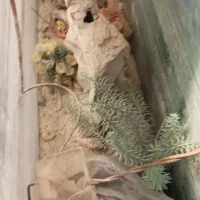 آکواریم|ماهی|زاهدان, |دیوار